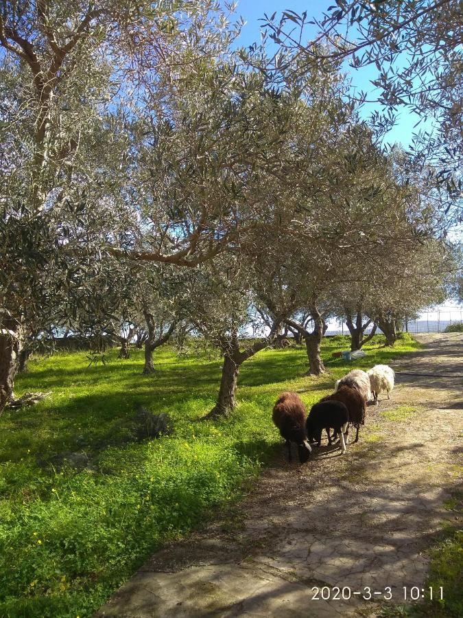 Ktima Tzamika Apartamento Episkopi-Chania Exterior foto