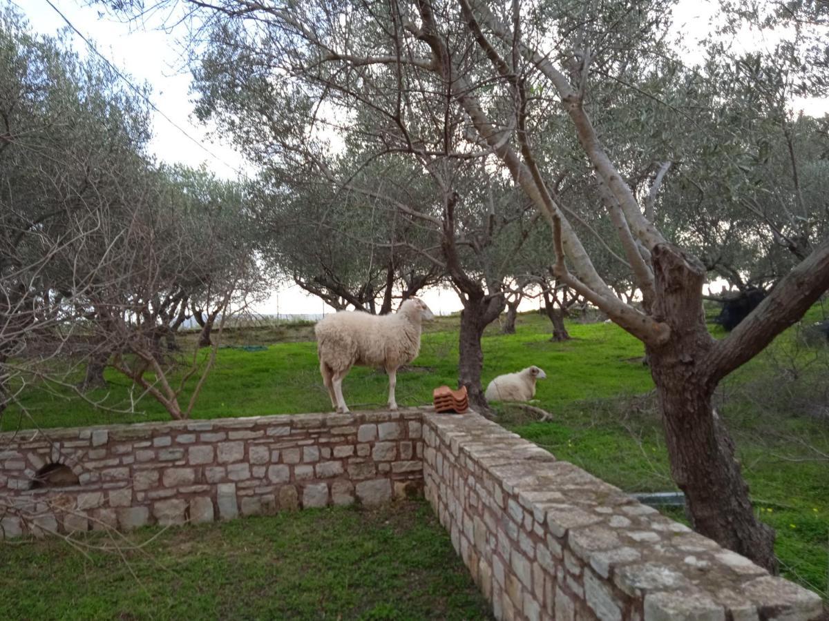 Ktima Tzamika Apartamento Episkopi-Chania Exterior foto
